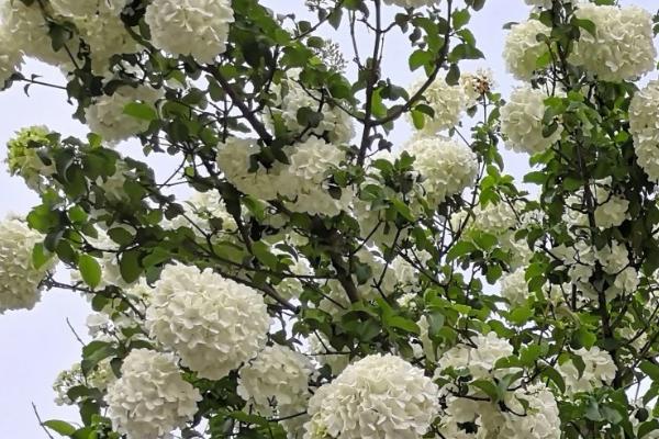 琼花的养殖方法,刚栽种时需要放在半阴地方养护