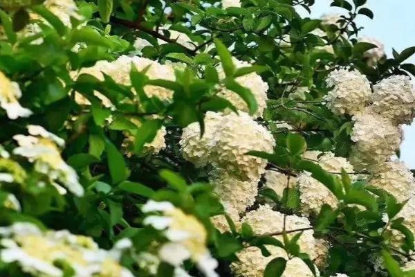 琼花的养殖方法,刚栽种时需要放在半阴地方养护