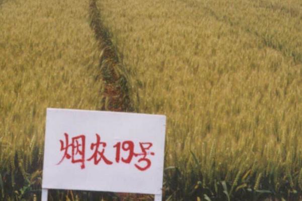 冬小麦有哪些品种,常见的有郑麦9023、红地95等
