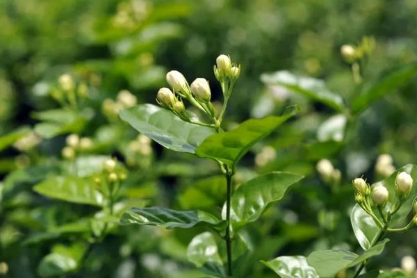 冬天茉莉花叶子发黄掉叶怎么处理,需要尽快提高养护环境的温度