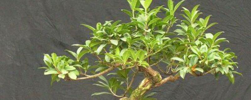 盆栽桂花如何施肥，不同季节的施肥方法不同