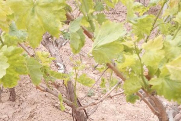 怎样判断葡萄树死了，可以查看树皮表面或折断树枝判断