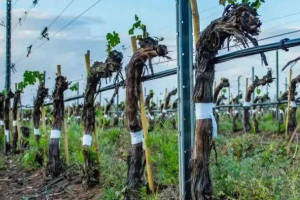 怎样判断葡萄树死了，可以查看树皮表面或折断树枝判断