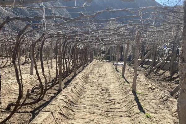 怎样判断葡萄树死了，可以查看树皮表面或折断树枝判断