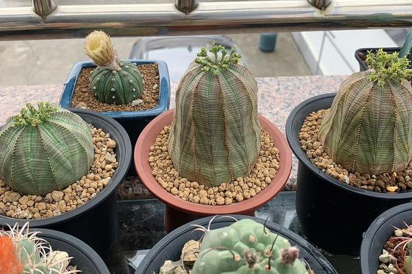 奇特的植物有哪些,有日轮花、千岁兰、跳舞草等