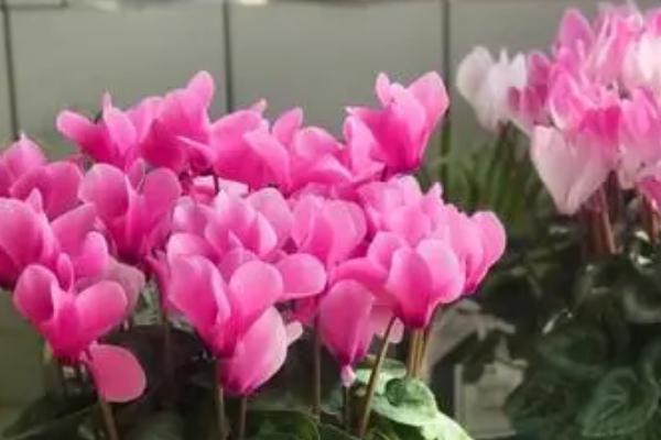 夏天怎么养护仙客来,每隔2-3天浇一次水