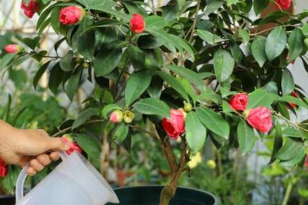 有哪些花期长耐热耐寒又好养的花卉,有茶花、月季、芙蓉葵等