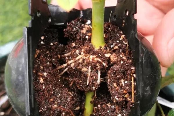 冬季能高压繁殖吗,冬季不可进行高压繁殖