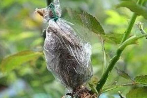 冬季能高压繁殖吗,冬季不可进行高压繁殖