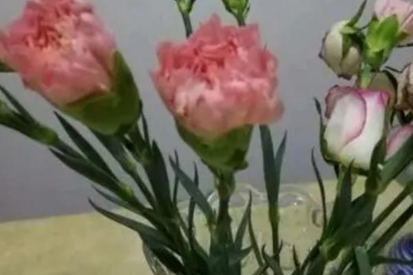 康乃馨插土里能不能活,无病虫害且生长健壮的枝条容易成活