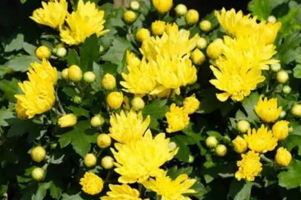 菊花的养殖方法,生长期2-3周左右施加一次稀薄肥液