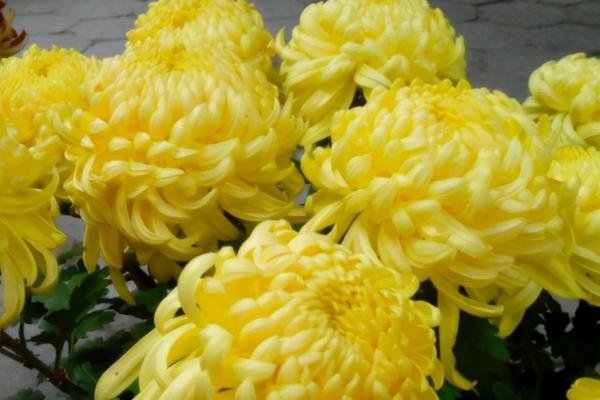 菊花的养殖方法,生长期2-3周左右施加一次稀薄肥液
