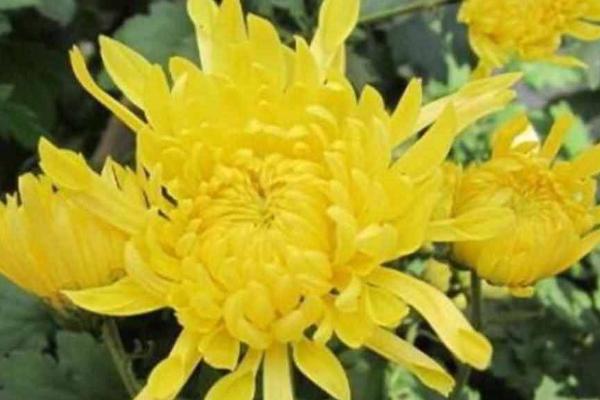 菊花的养殖方法,生长期2-3周左右施加一次稀薄肥液
