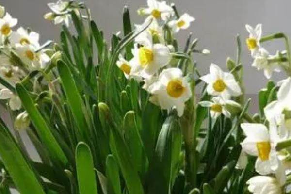 怎么处理水仙花黄叶,可适当提升室温