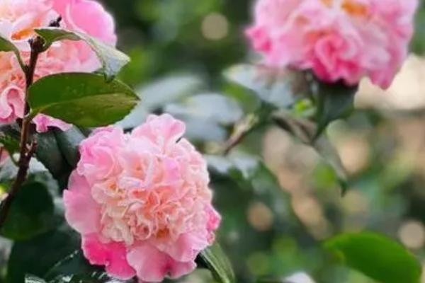 香妃茶花在北方家庭的养殖方法,温度控制在18-25℃之间