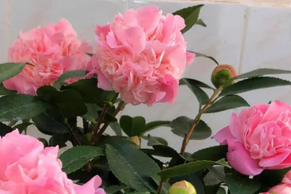 香妃茶花在北方家庭的养殖方法,温度控制在18-25℃之间