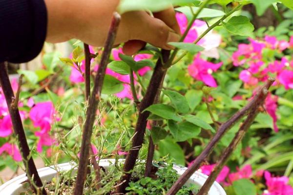三角梅几月份插枝好，可以在每年的三月份进行