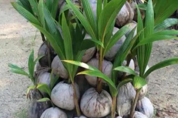 椰子长芽能不能种活,可以使用水培法或是土培法种活