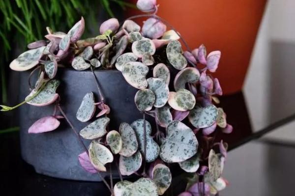 爱之蔓怎么浇水，沿着盆边浇水不要留积水