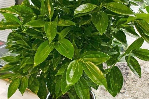 平安树叶子发黄掉落的原因，可能是浇水不当或施肥不当等