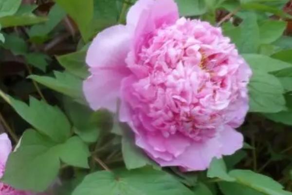 草牡丹的养殖方法，确保花盆和盆土具有良好的透气性