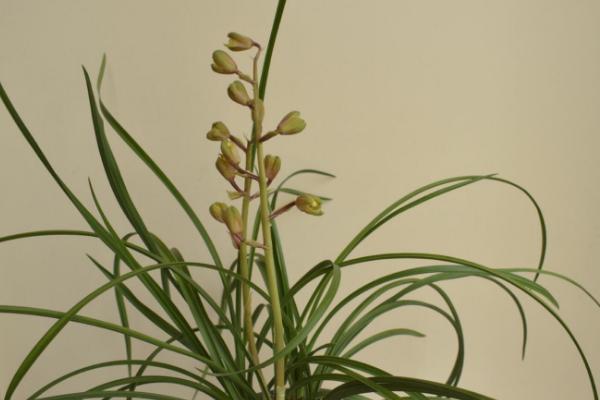 蕙兰的花期,花期在每年的3-5月