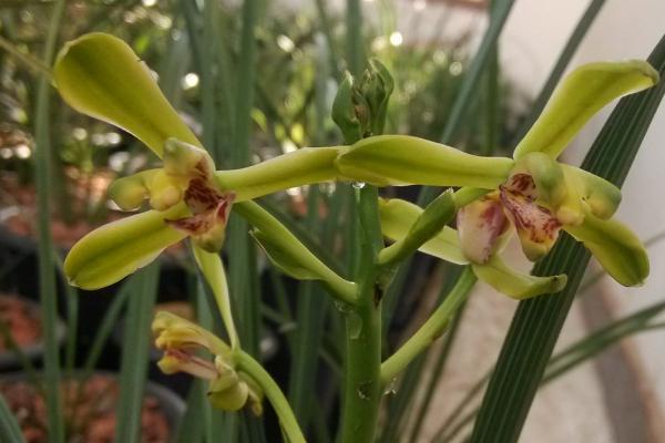 蕙兰的花期,花期在每年的3-5月