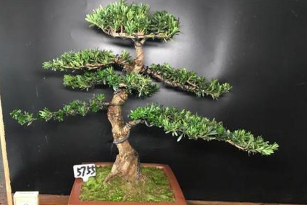 米叶罗汉松的价格,通常价格在几百元不等