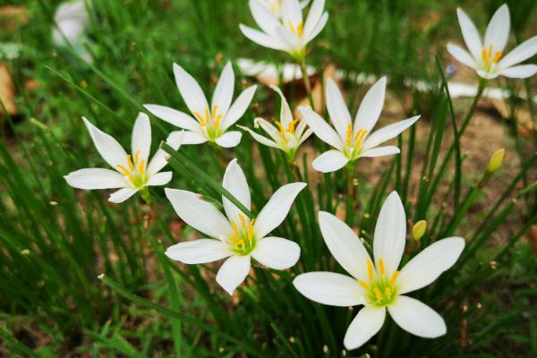 上坟用什么花,可选白菊花或者黄菊花