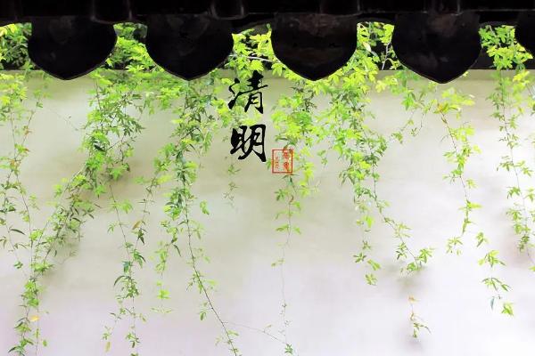 上坟用什么花,可选白菊花或者黄菊花