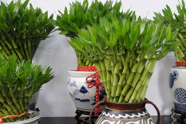 像竹子一样的植物叫什么,可能是富贵竹