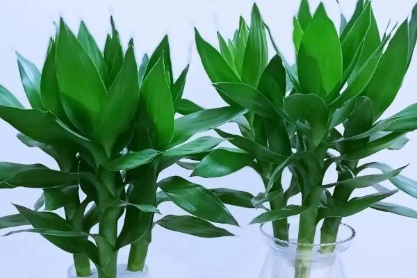 像竹子一样的植物叫什么,可能是富贵竹