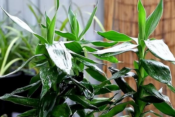 像竹子一样的植物叫什么,可能是富贵竹