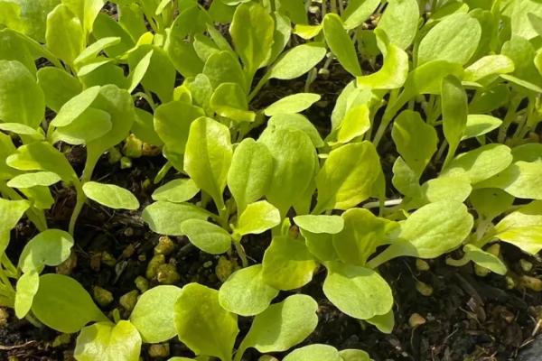 生菜的生长周期,约有100-120天