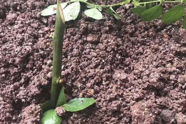 月季发芽后的管理方法，出现盲芽需除去小芽