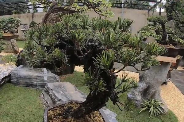 家里种松树吉不吉利,会破坏家里的风水