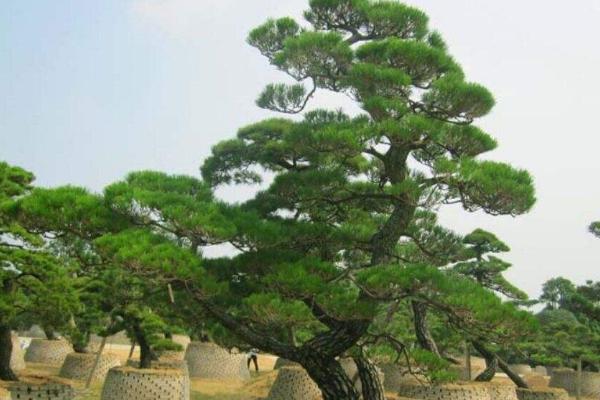 家里种松树吉不吉利,会破坏家里的风水