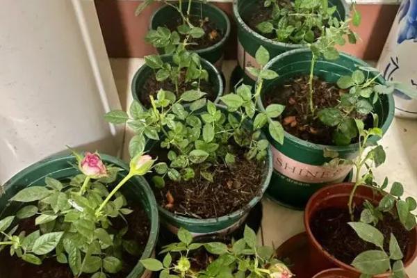 月季花的翻盆时间,在3-4月份进行