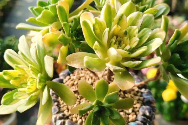 爱染锦的叶子烟煤病怎么治,需要及时改善植株之间的养殖距离