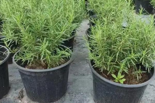 怎么种植迷迭香,将种子撒播在盆土中、再覆盖细土即可