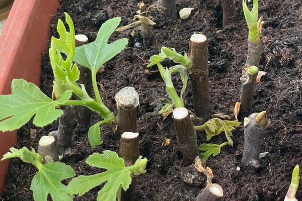 立秋后可以扦插无花果吗，可以扦插但需注意保温