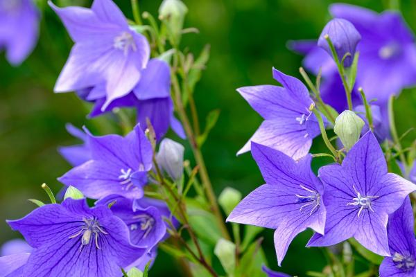爱情花是指什么花,是指玫瑰花、桔梗、百合、雏菊等