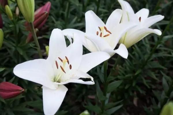 爱情花是指什么花,是指玫瑰花、桔梗、百合、雏菊等