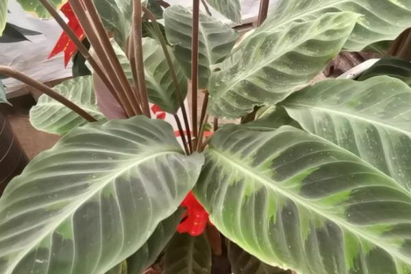 紫背竹芋如何分盆,在春季生长期进行