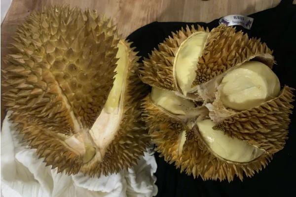 榴莲种几年结果,要种植4-8年左右才可以结果