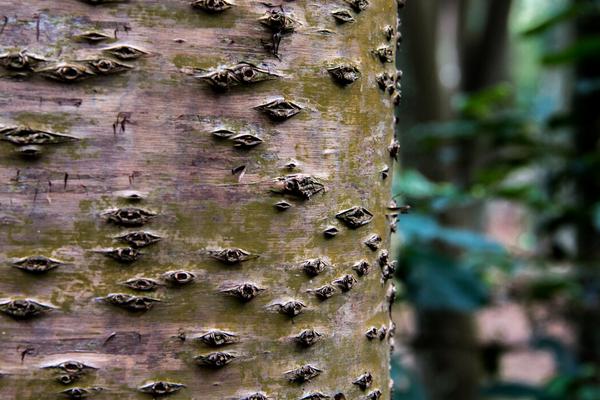 千眼菩提树的特征，株高在5-10米之间