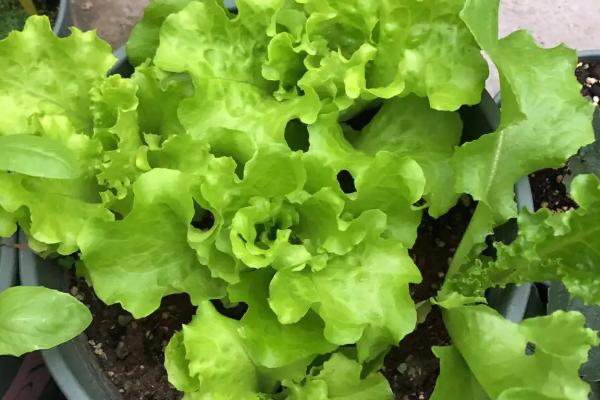 生菜夏天六月份怎么种,首先需要选择耐热品种