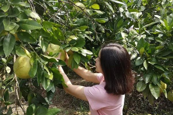 柚子皮如何制成肥料,放入容器内加水密封两周即可