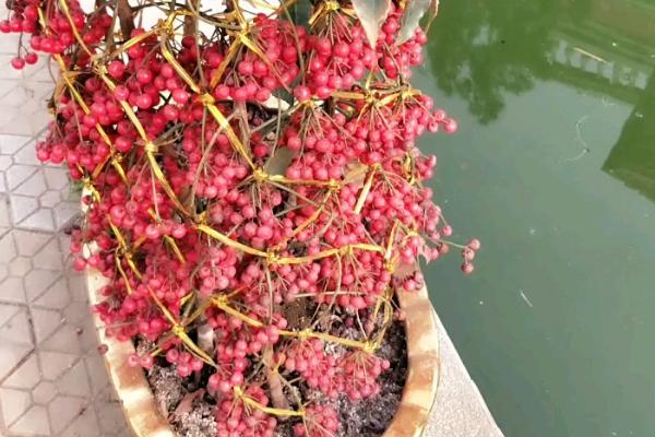 腰缠万贯的管理方法,需每隔2-3天浇一次水
