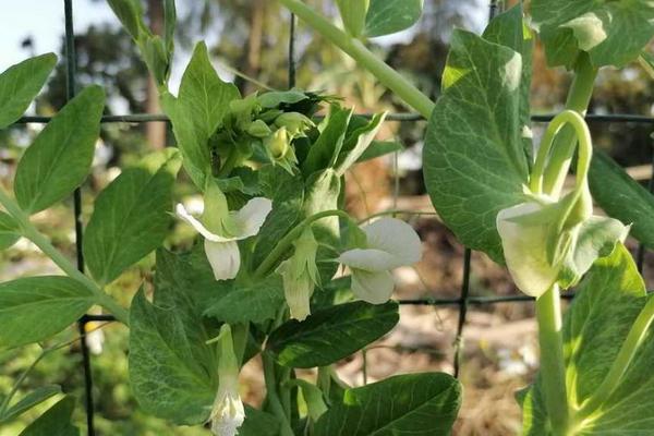 荷兰豆开花不结豆的原因，施肥不当或光照不足均会导致
